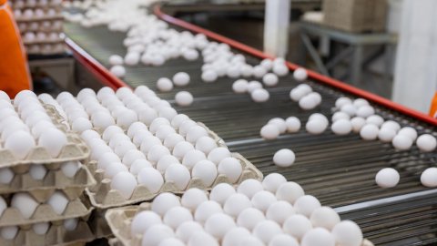 industria-avicola-en-colombia